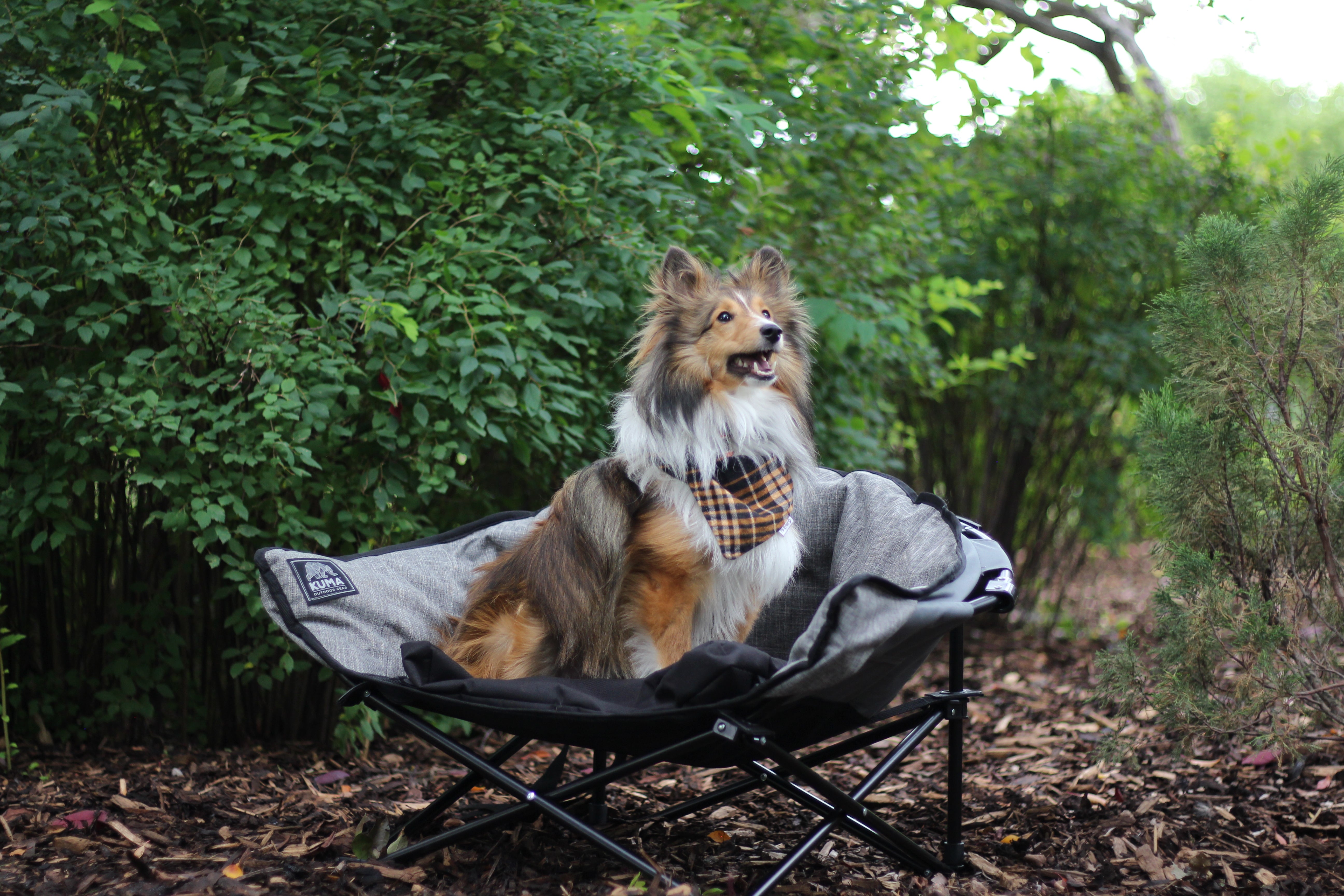 Sage Graphite Little Lazy Bear Dog Chair portable folding pet chair
