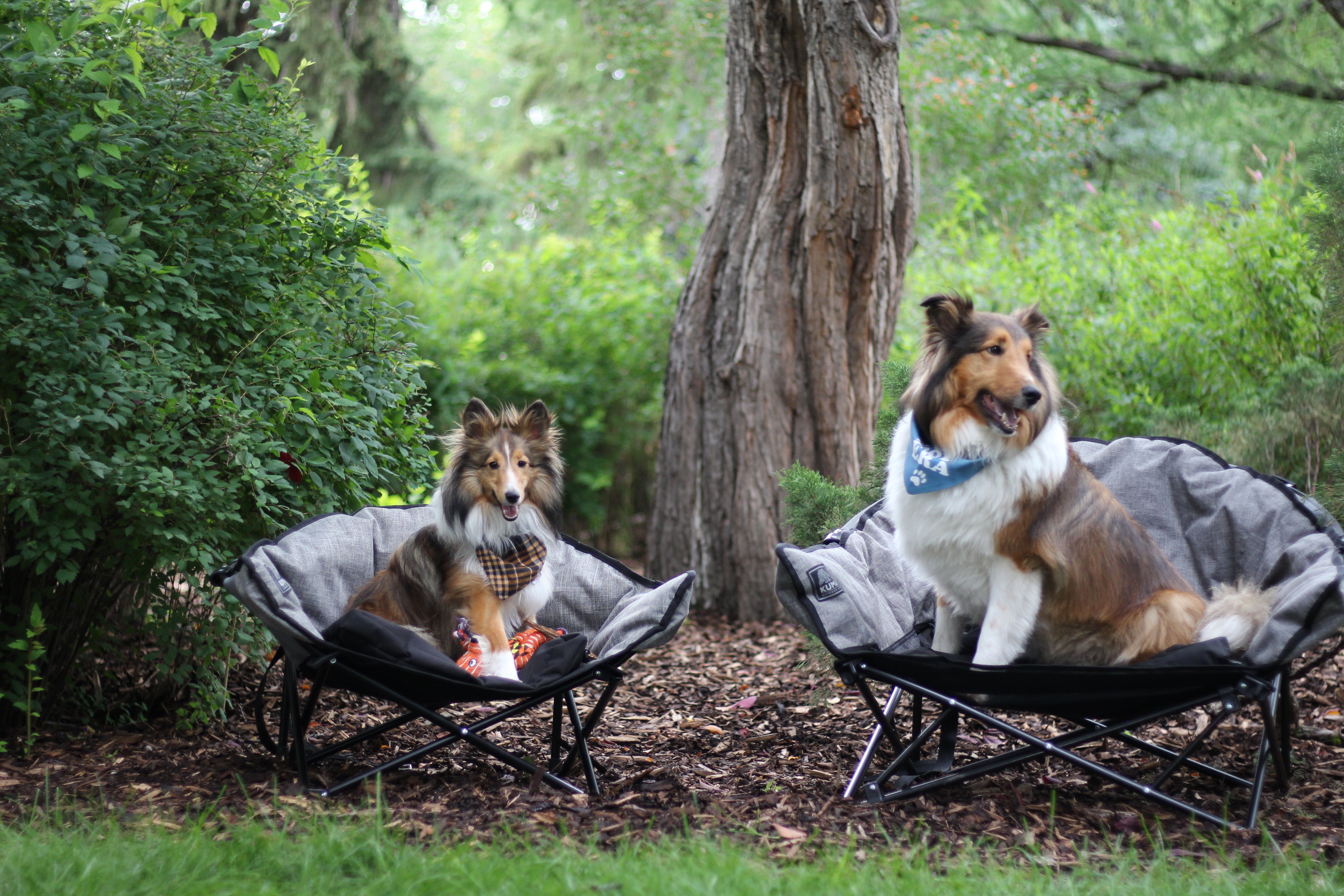 Portable Little Lazy Bear Dog Chair with 125 lbs capacity and carry bag