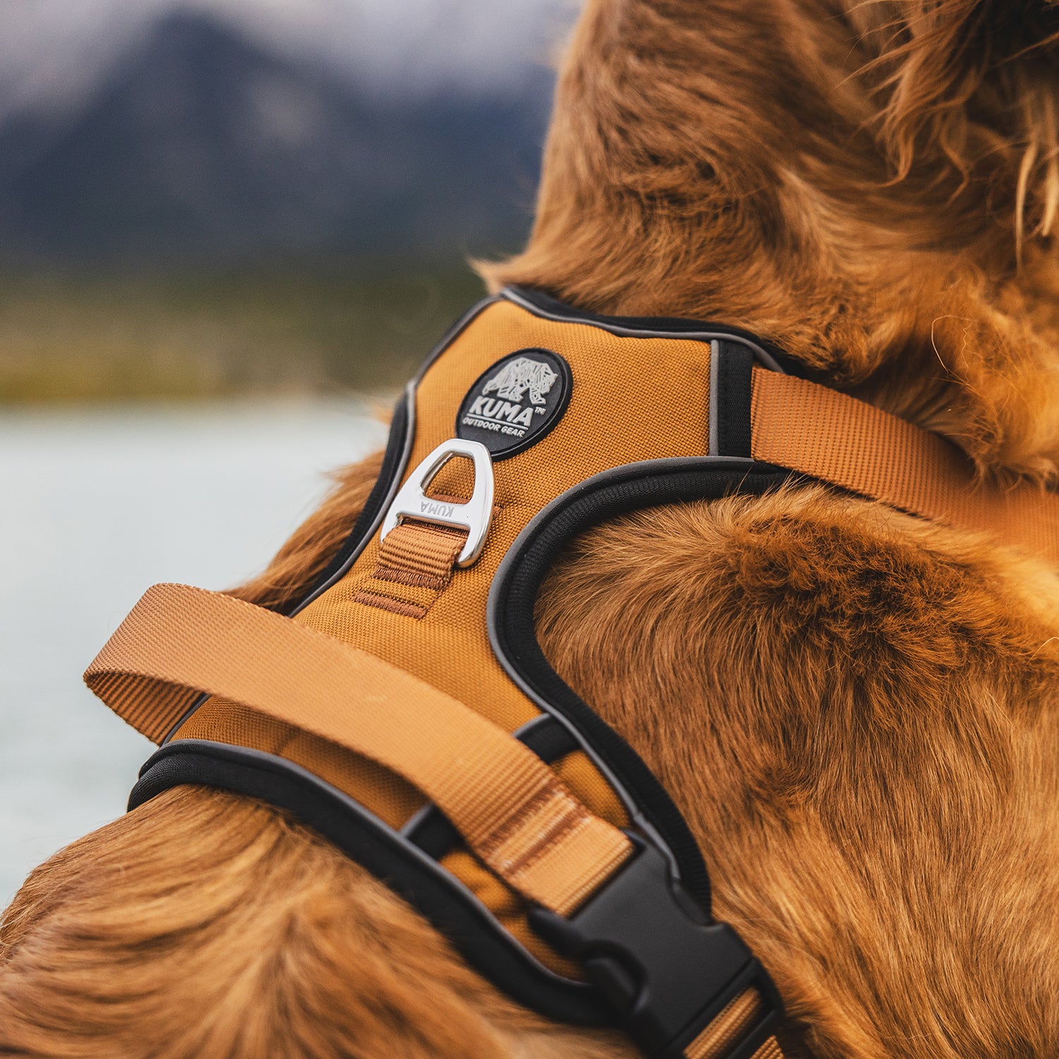 Lazy Bear Dog Harness